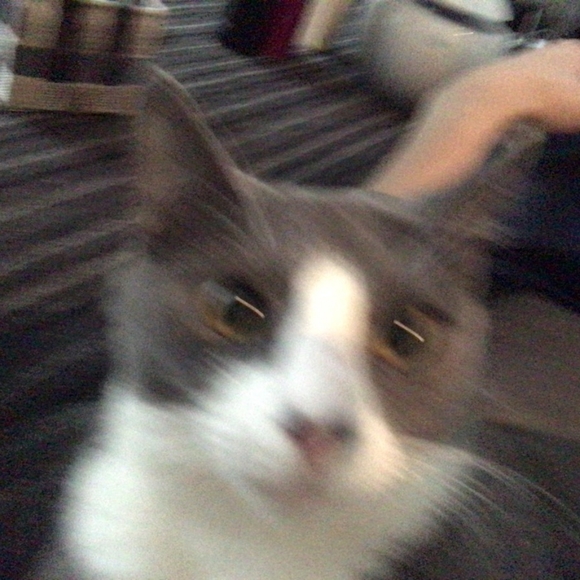 Meet your Posher, BK - Picture 1 of 2